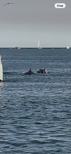 Common Bottlenose Dolphin observed by kris_d