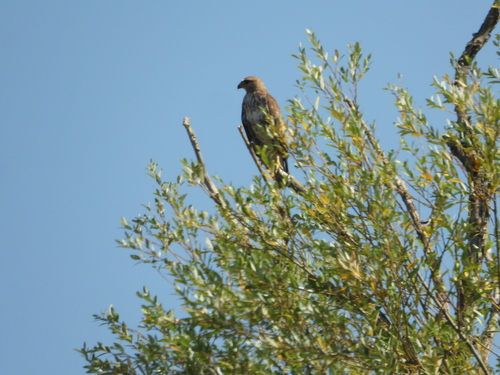 Western Common Buzzard