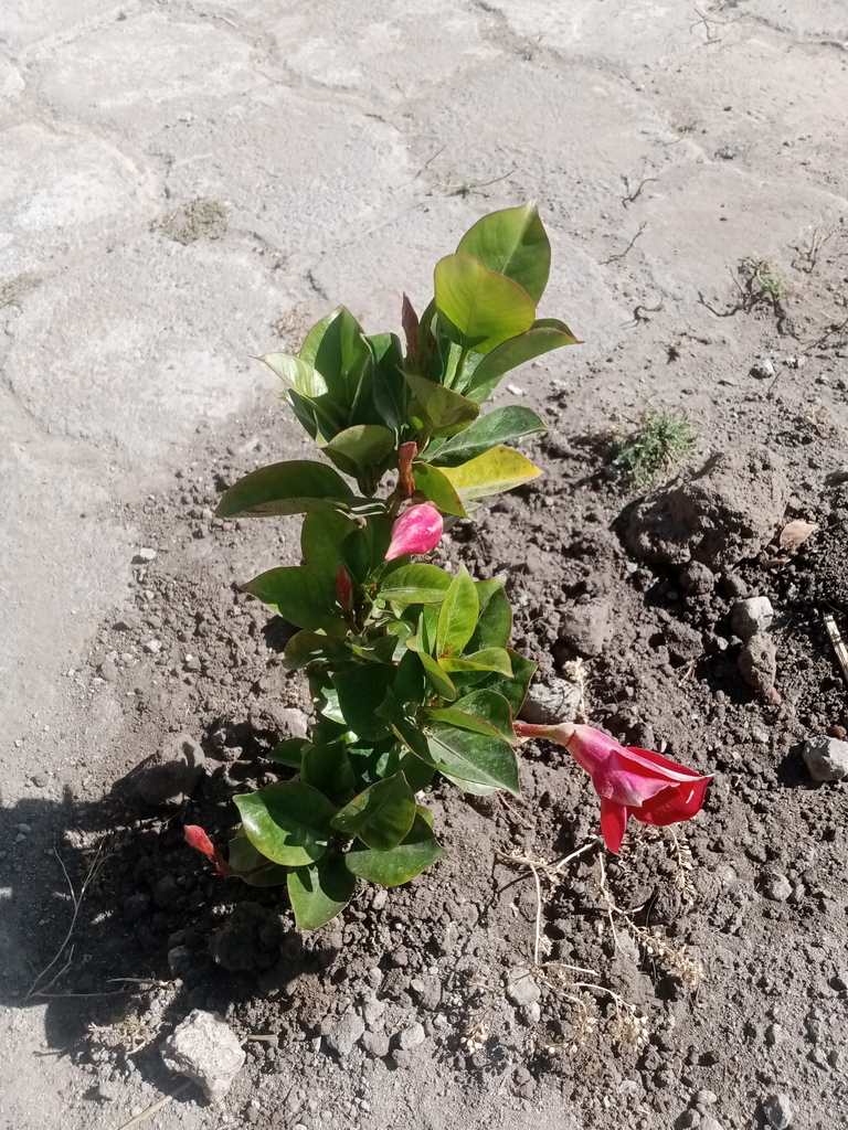 Brazilian jasmine