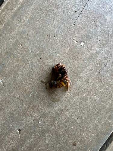 European Hornet