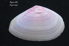 Mollusca