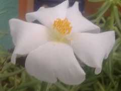 Portulaca grandiflora