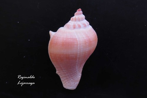 Caribbean Crown Conch