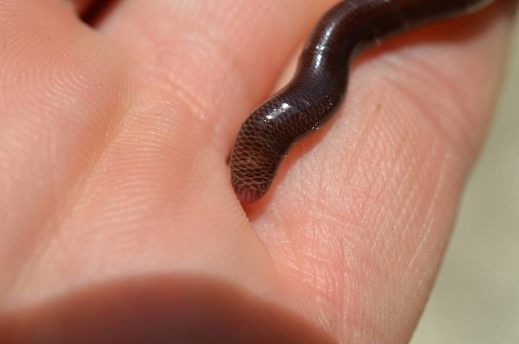 Schwartz' Worm Snake