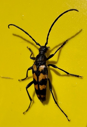 four-banded longhorn beetle