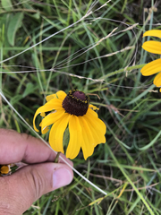 Rudbeckia