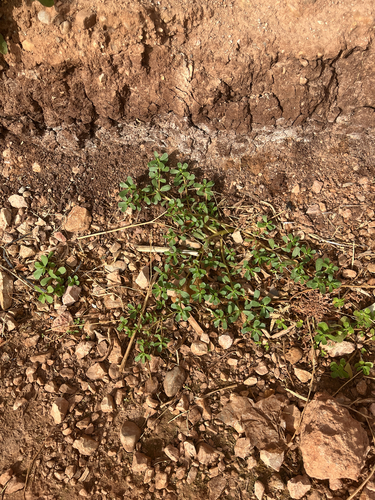 Common Purslane