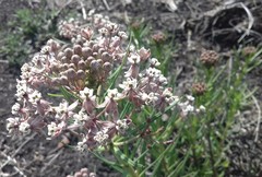 Asclepias mexicana