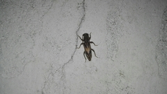 Achryson quadrimaculatum