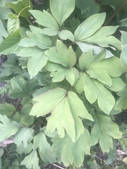 Paeonia lactiflora