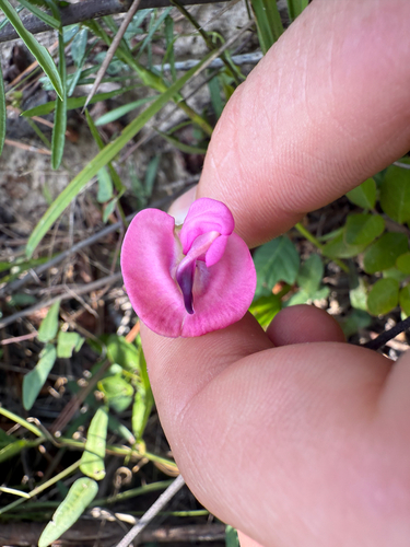 perennial wooly bean