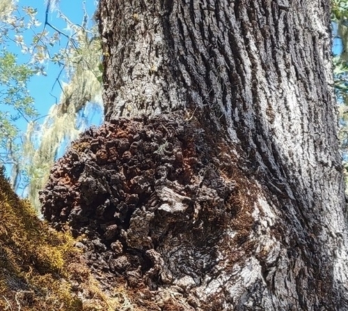 iNaturalist observation photo of agrobacteria