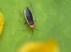Hesperolabops gelastops