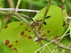 Isodontia exornata