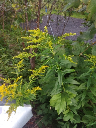 Canada goldenrod