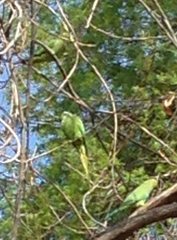 Psittacula krameri