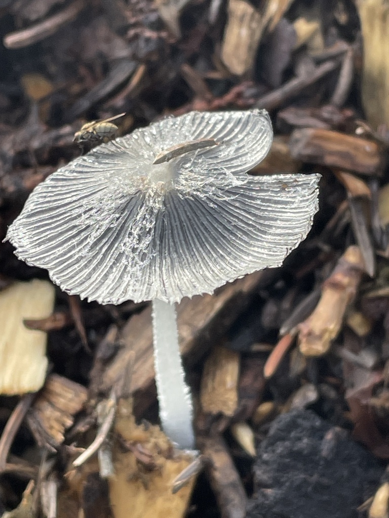 hare's foot inkcap · August 2026 · photo: Photo: no rights reserved · iNaturalist