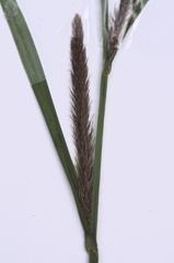 Carex riparia