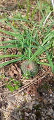 Frailea pygmaea