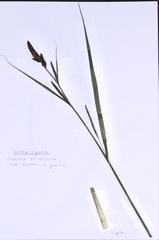 Carex riparia