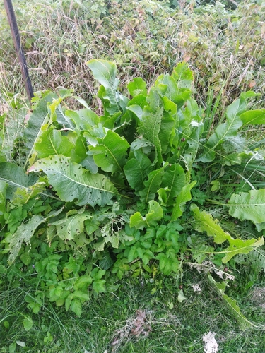 Horseradish