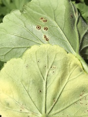 Puccinia pelargonii-zonalis