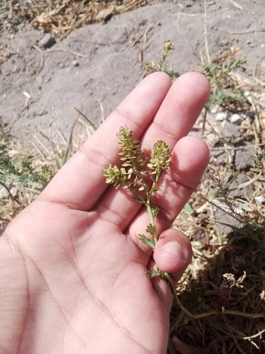 Lepidium bipinnatifidum, photograph 2