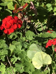 Puccinia pelargonii-zonalis