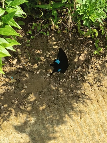 Paris Peacock Swallowtail