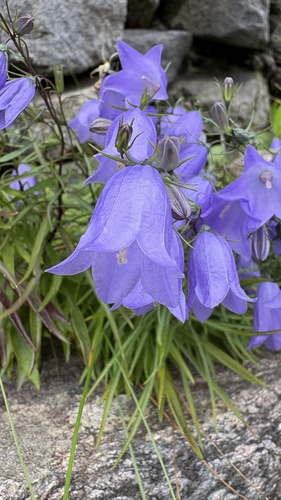 Common Harebell