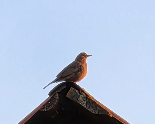 Eurasian Blackbird