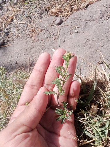 Lepidium bipinnatifidum
