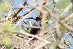 Sturnus vulgaris