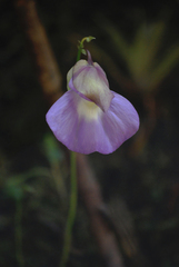 Utricularia unifolia
