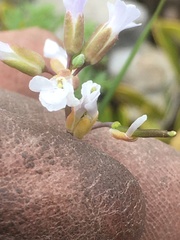 Noccaea fendleri