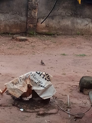 Laughing Dove