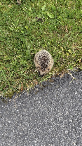 Common Hedgehog