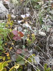 Noccaea fendleri