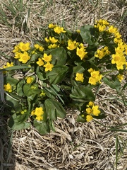Caltha palustris