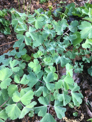 Aquilegia canadensis