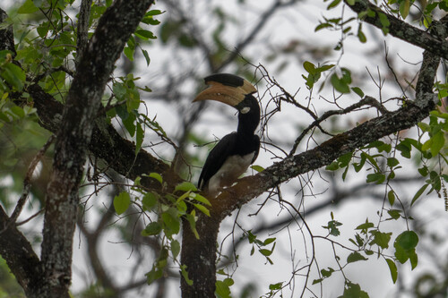 Malabar Pied Hornbill