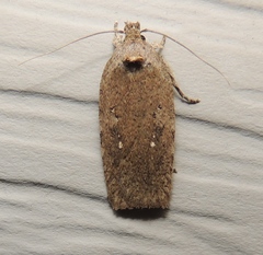 Agonopterix clemensella