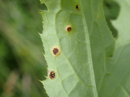 Puccinia cnici-oleracei, 2026-08-07