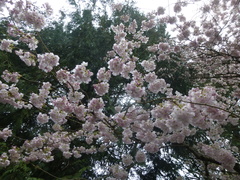 Prunus serrulata