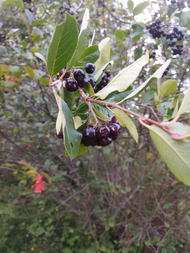 Aronia mitschurinii