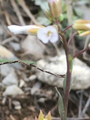 Noccaea fendleri