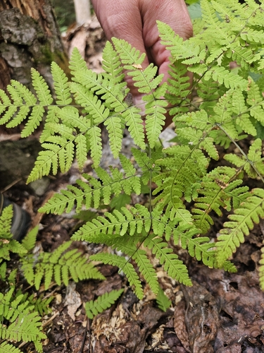 Pacific oak fern
