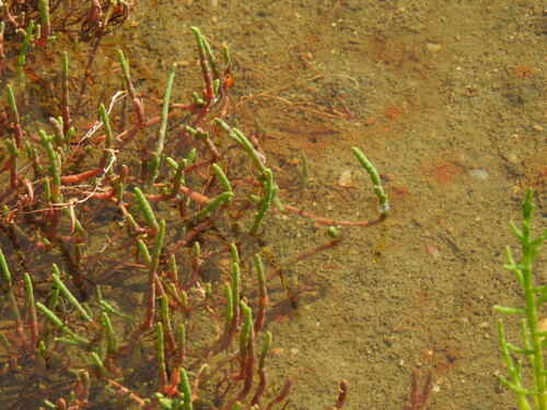 Salicornia perennis
