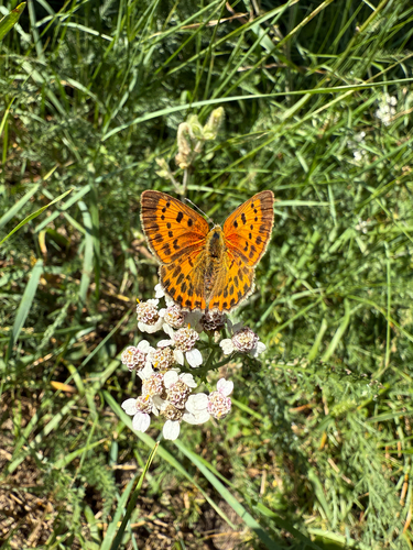 Scarce Copper