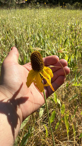 Rudbeckia glaucescens, photograph 4